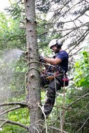 Here you may to know how to become a certified arborist in ontario. About Logan Tree Experts Arborists In Peterborough