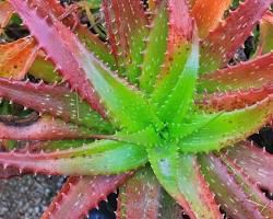 Obrázok: Aloe cameronii  Red aloe