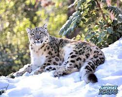Buy Snow Leopard Photograph Color
