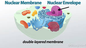 When cells work together, as they do in multicellular organisms. Nuclear Membrane Definition Functions Video Lesson Transcript Study Com
