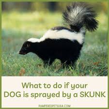 remove skunk smell from dogs