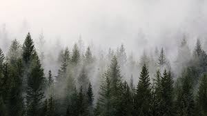 Foggy Forest Forest Full Hd Wallpaper