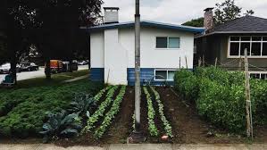 vancouver lawns into vegetable gardens