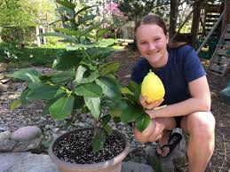 Yes You Can Grow A Lemon Tree Garden