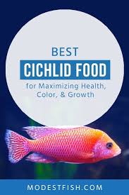 8 Best Cichlid Food For Max Health Color Growth