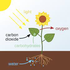 Photosynthesis And Metabolism