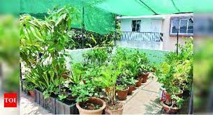 terrace gardening to beat stress