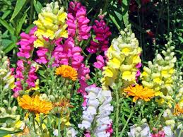 Get beautiful spring color and you don't have to worry about the deer eating them! Plants Rabbits And Deer Hate Signals Az