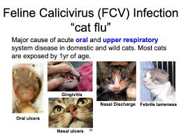 calicivirus flashcards quizlet