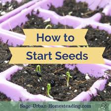 How To Start Seeds For Your Garden