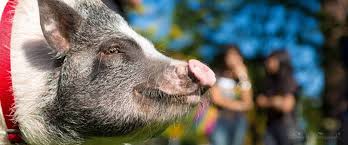 Mini Pig Facts And Myths American Mini Pig Association