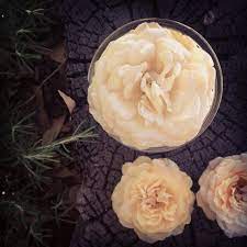 white rose flower essence