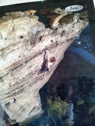 A czech professional rock climber, specialising in lead climbing and bouldering. Adam Ondra Xi An S Og