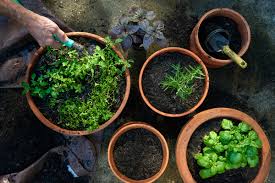 Growing A Thriving Herb Garden