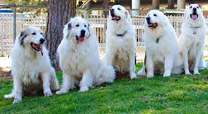 If you are looking to adopt or buy a pyrenean mountain dog take a look here! Home