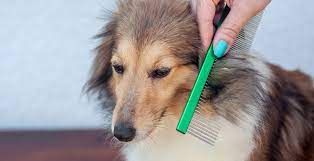 why your dog s fur get matted city