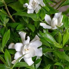 Southern Living 2 Gal Fool Proof Gardenia Evergreen Shrub In A Compact Form With Pure White Blooms