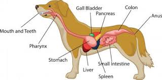Canine Anatomy Illustrations Lovetoknow