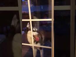 Husky Licks Glass Door Jukin Licensing