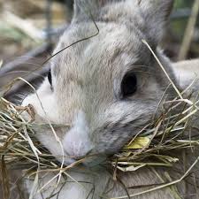 bunny care guide what foods do rabbits