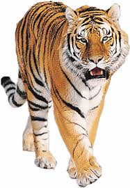 tiger png image free tigers