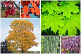 5 maple trees you can grow successfully