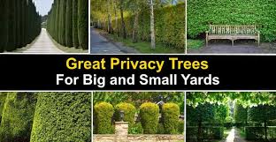 Privacy Fence Trees