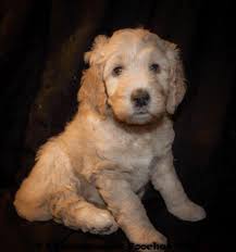 Goldendoodles and mini goldendoodles are a mix of a poodle (or mini poodle) with a golden retriever. F1b Goldendoodle Puppies 2 Girls For Sale In Coolidge Arizona Classified Americanlisted Com