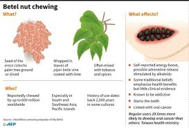 taiwan s battle with betel nut addiction