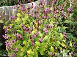 A good perennial for dry shade is barrenwort (epimedium). Shade Loving Perennial Flowers 15 Beautiful Choices For Your Garden