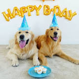 What can dogs eat on their birthday?