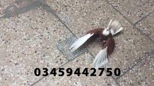 My Lotan PigeonLotan KabutarGround Roller Pigeon 03459442750 Zain Ali  Farming in Pakistan دیدئو dideo