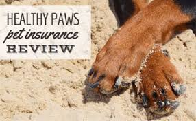 We have a 5100 square foot hospital with examination rooms, three hospital wards with separate treatment and surgery areas (including laser surgery), over 40 kennels for. Healthy Paws Review Unlimited Claim Limits For All Plans Caninejournal Com