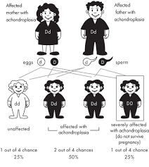 Dwarfism Charts Parents Heterozygous Dominant With 1