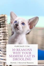 If a cat drools when petted it normally means that they feel secure and relaxed. 10 Reasons Why Your Siamese Cat Is Drooling Purr Craze