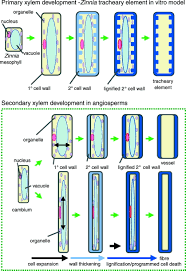 The cell biology of wood formation: from cambial divisions to mature  secondary xylem This review is one of a selection of papers published in  the Special Issue on Plant Cell Biology.