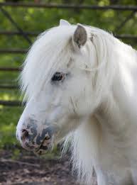 horse pony shetland pony white white
