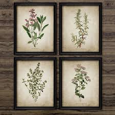 Vintage Herb Art Canvas Poster And