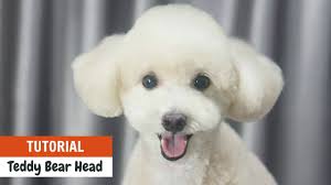 toy poodle teddy bear head tutorial