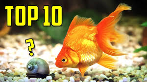 top 10 goldfish tank mates you should
