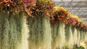 Can You Grow Spanish Moss Indoors