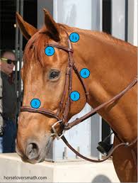 Measuring A Horse For A Bridle Horse Lovers Math