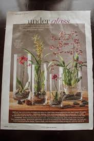 Orchids Under Glass Miss Kopy Kat