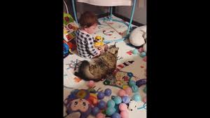 cat tries soothing crying baby