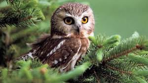 cute owl wallpapers 65 images