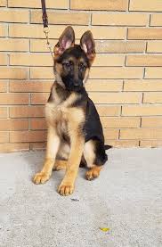 This breed is large, agile, and strong. Roxy Female German Shepherd Puppy Man S Best Friend