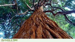 The trees in question are mountain ash, the tallest flowering trees in the world. 15 Unbelievable Tree Facts Stats Trends For 2021 You Didn T Know
