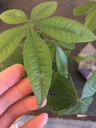 Find the perfect growing money tree stock photos and editorial news pictures from getty images. What Are These Spots On My Little Money Tree How Do I Get Rid Of Them Gardening Garden Diy Home Flowers Roses Nature La Money Trees Tree Plant Leaves