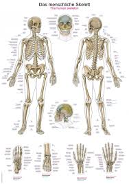 Chart The Human Skeleton 70x100cm