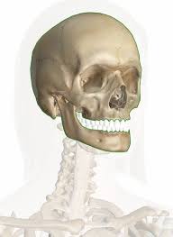 Bone marrow is sort of like a thick jelly, and its these bones are in the back of your neck, just below your brain, and they support your head and neck. Skull Anatomy Pictures And Information